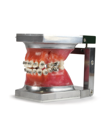 Acrylic Teeth for Typodont T3330-00